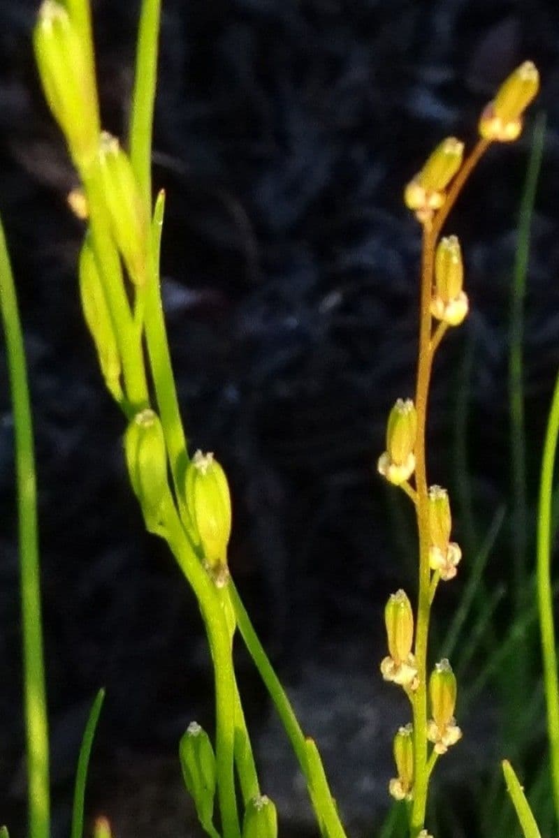 Giuncastrello palustre 6