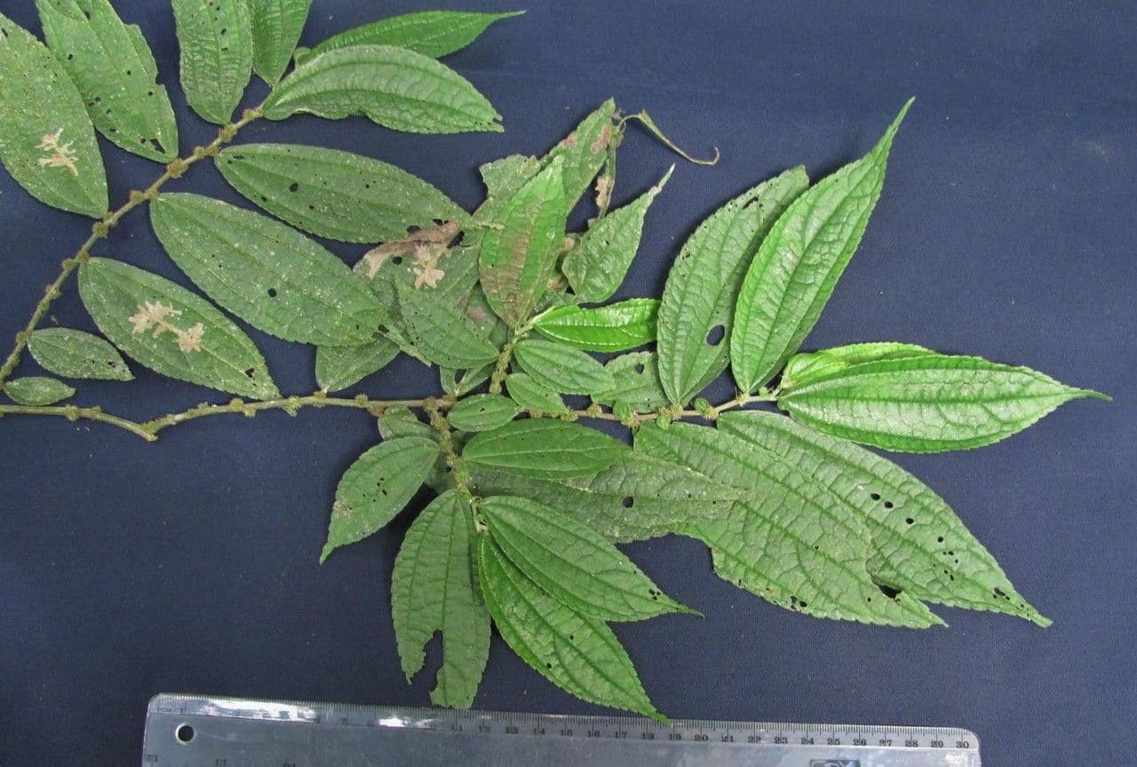 Boehmeria à feuilles d'orme 7