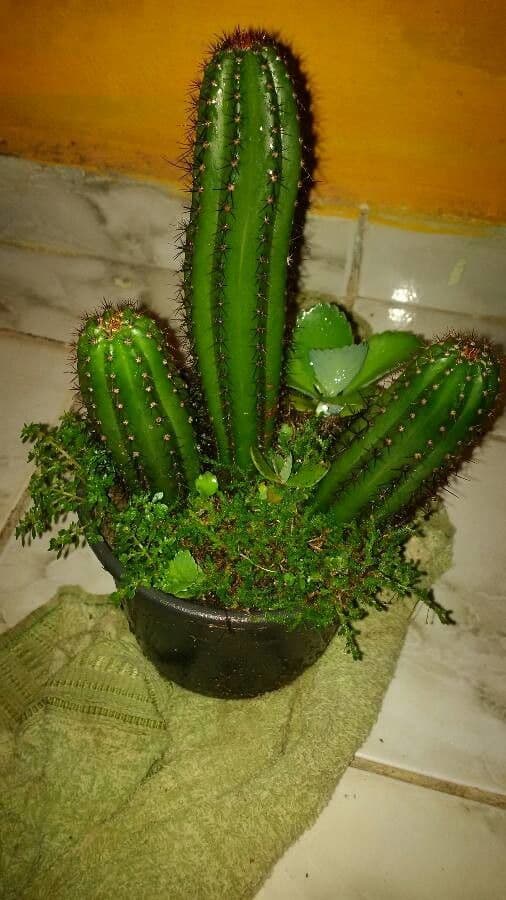 Coleocephalocereus 5