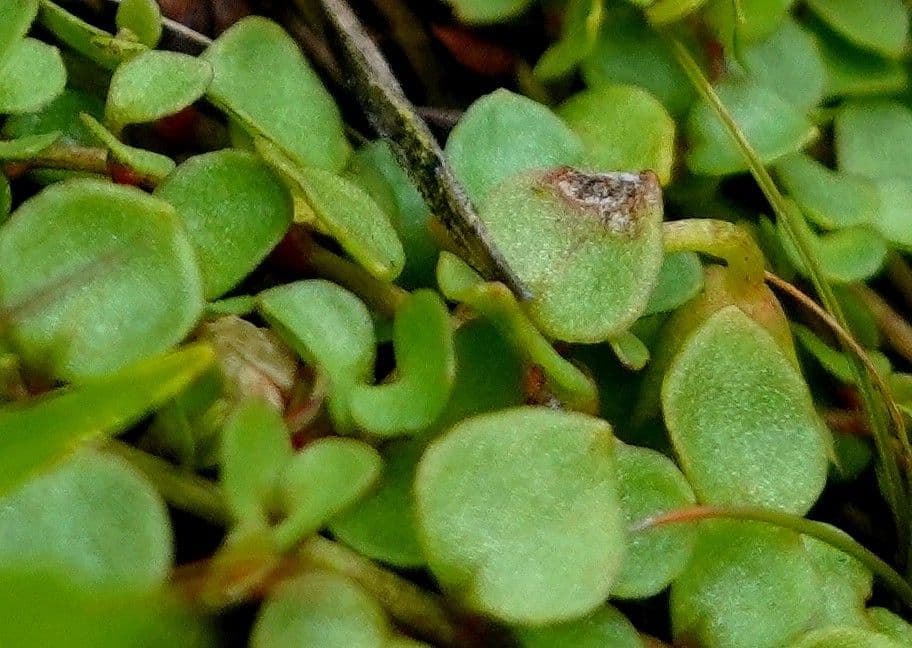 Scutellaria minore 15