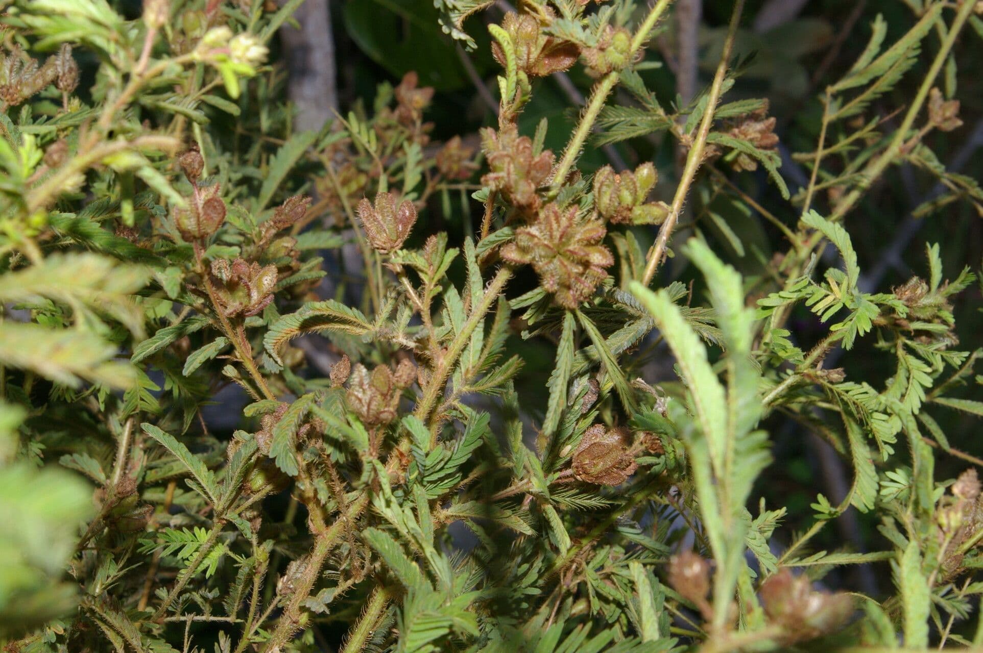 Mimosa 6
