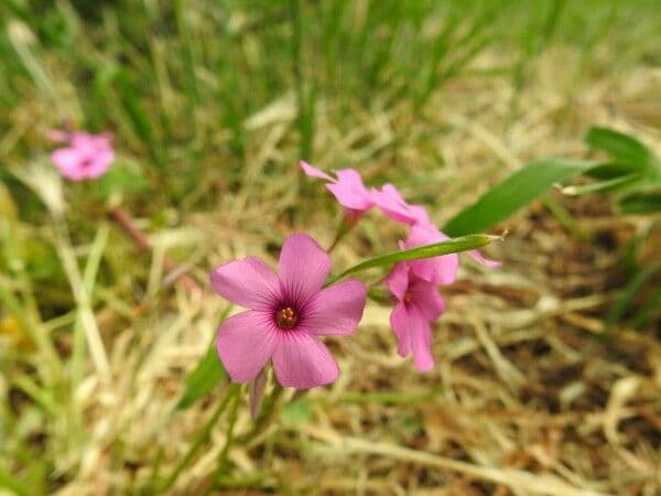 Acetosa debilis 4