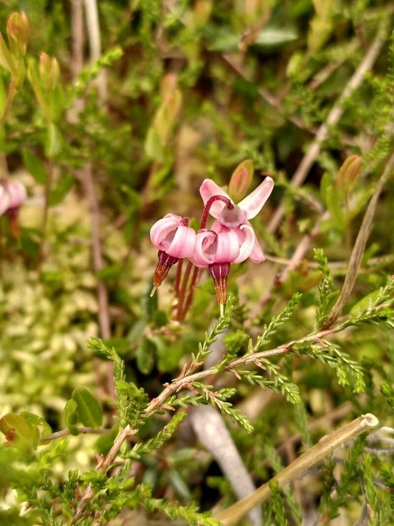 Ossicocco 6