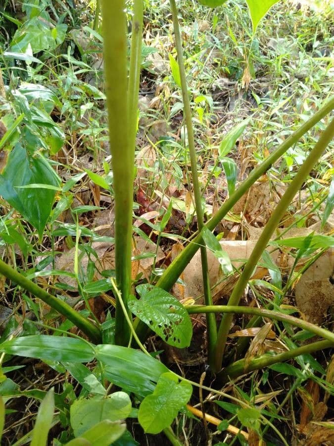 Philodendron géant 16