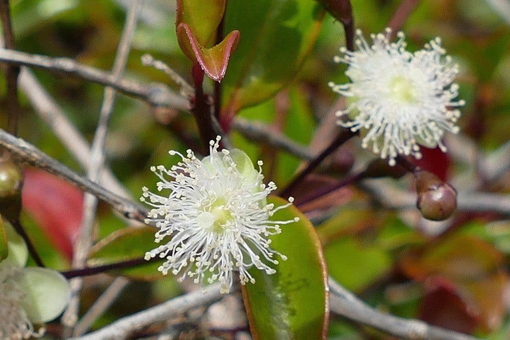Archirhodomyrtus 2