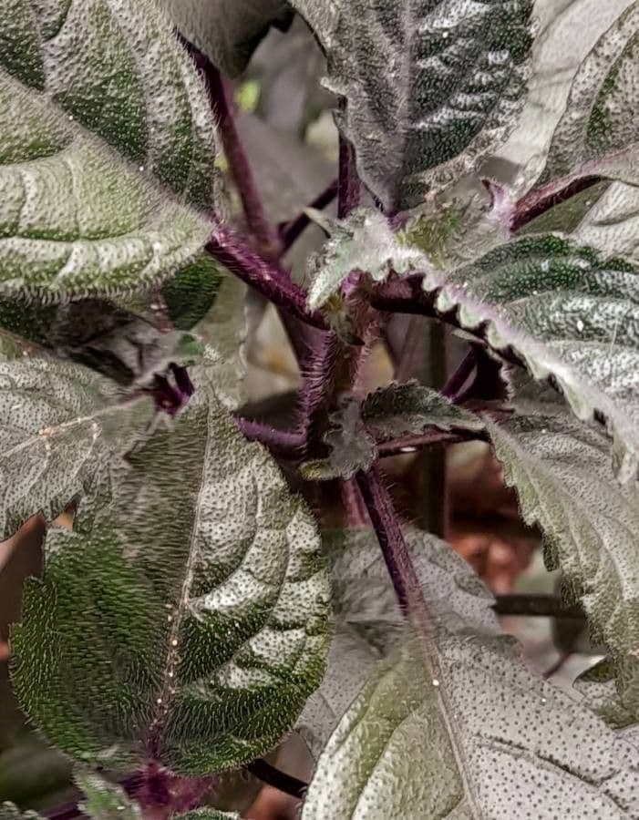Plectranthus 17