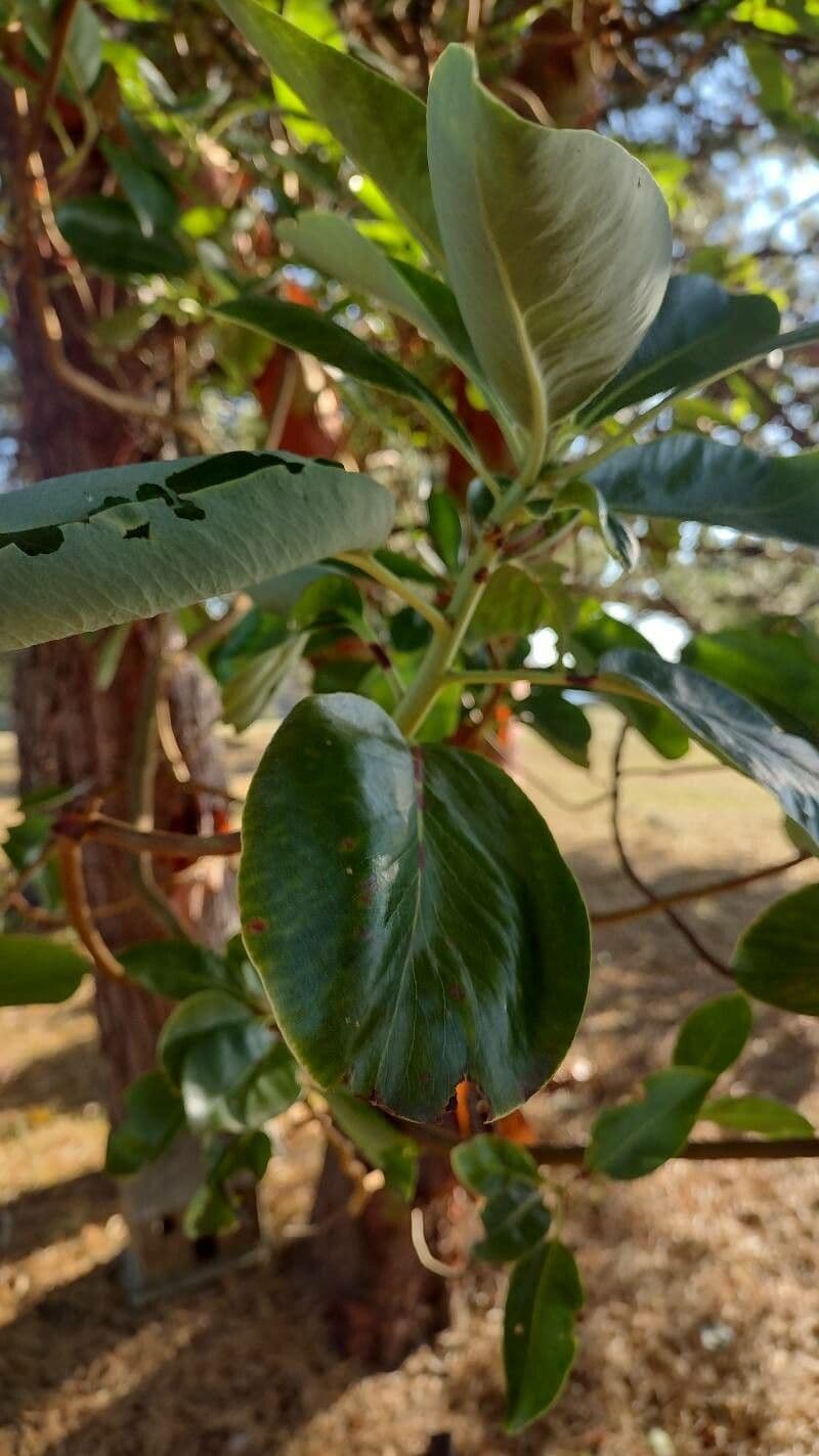 Arbutus menziesii 18
