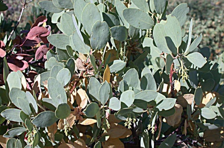 Arctostaphylos mewukka 8