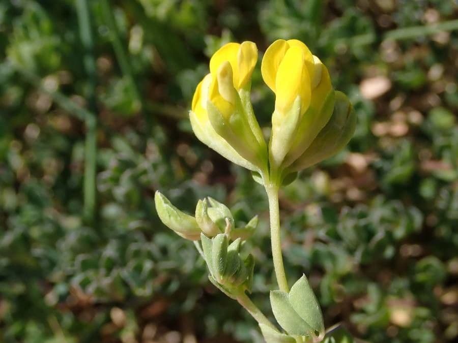 Lotus cytisoides 9