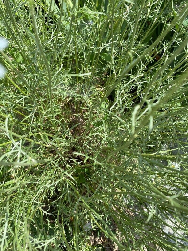 Vrabolček dalmatínsky 15