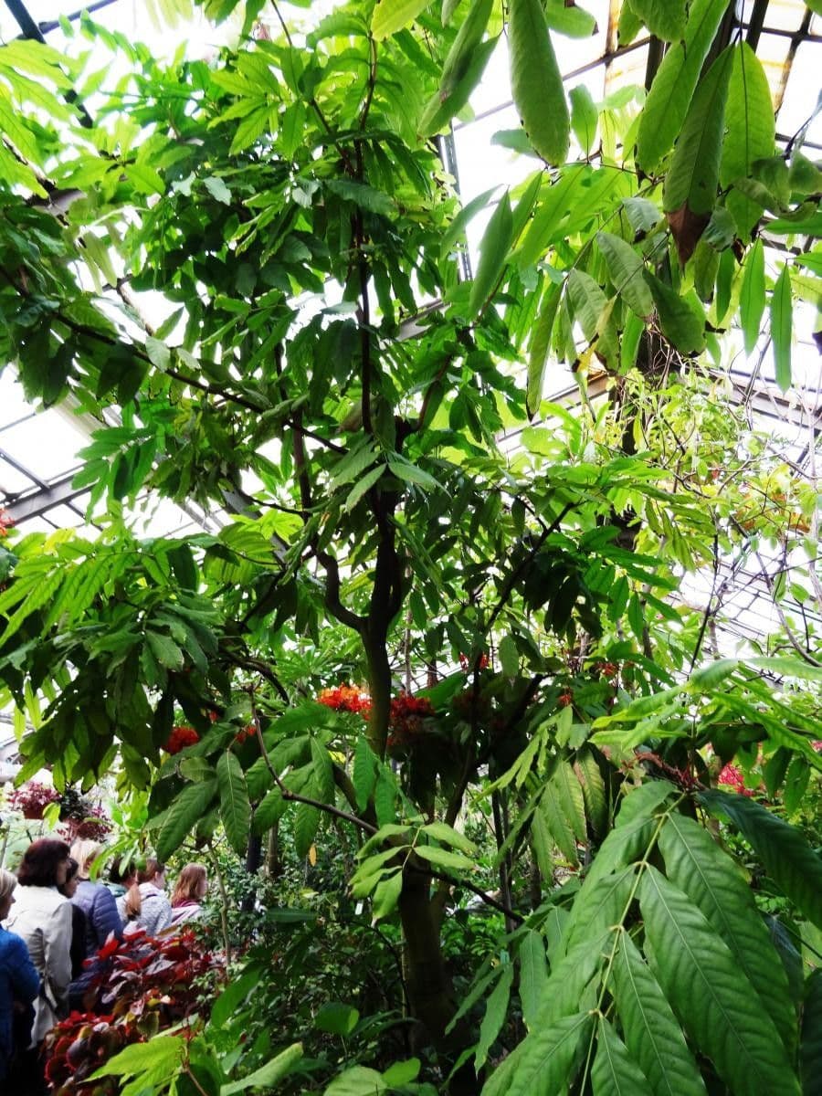 Saraca indica 9