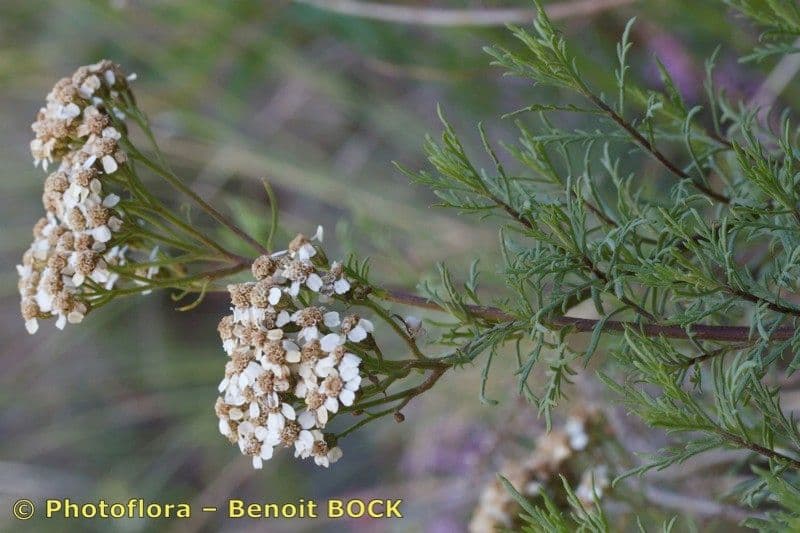 Chamomile-leaved Yarrow 16