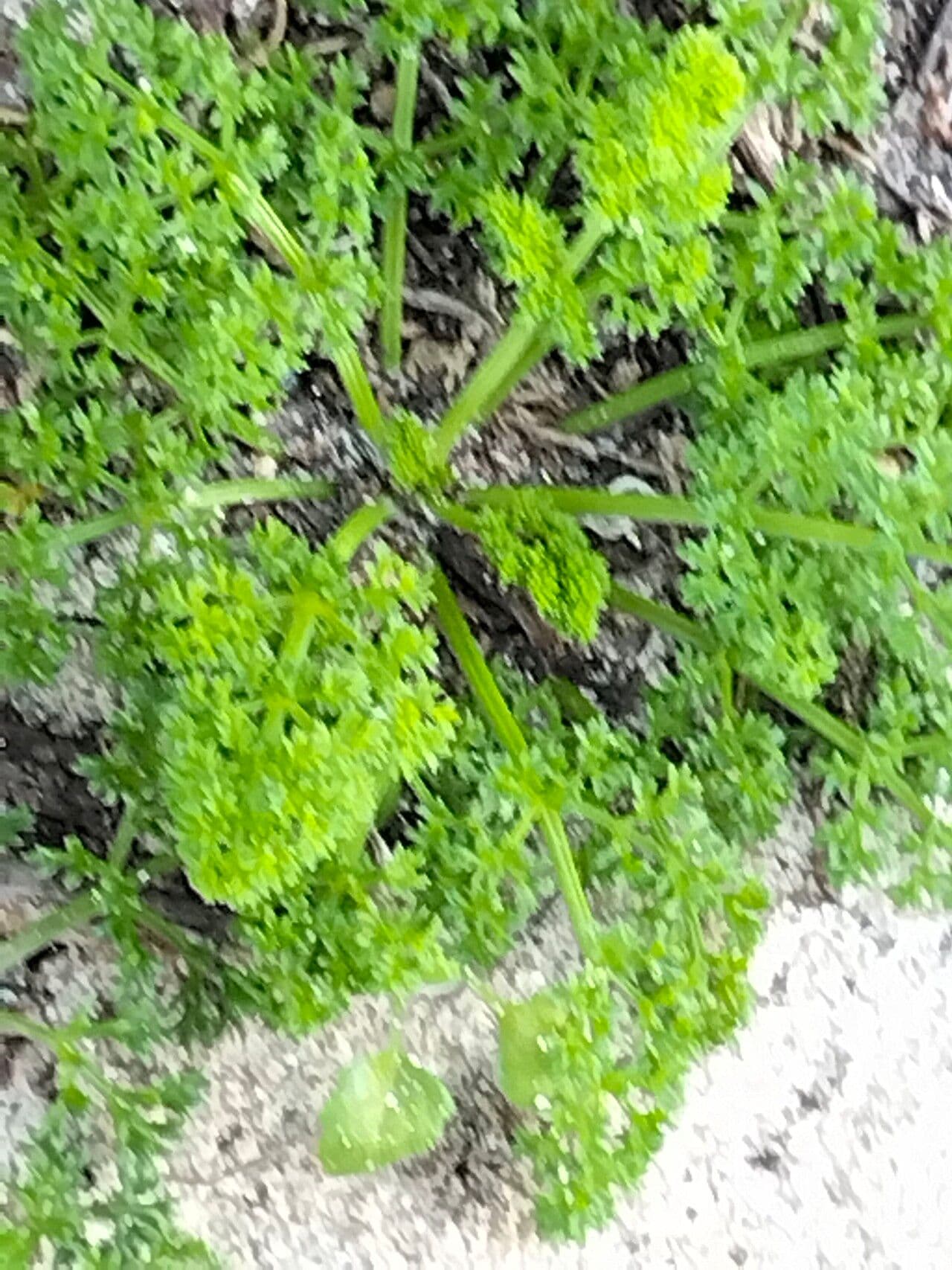 Dasispermum 3