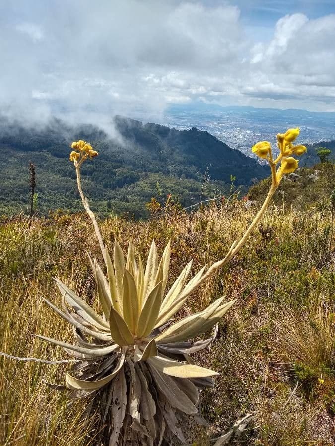Frailejón 9