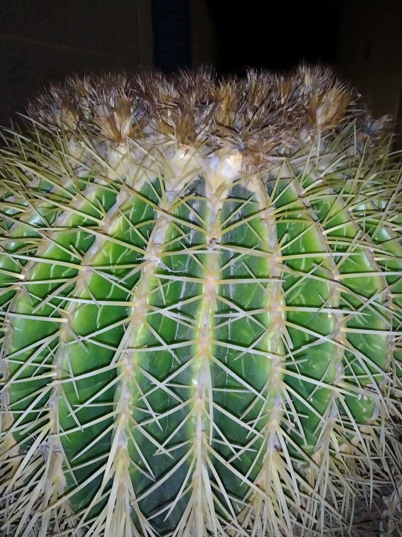 Cactus del mento 3