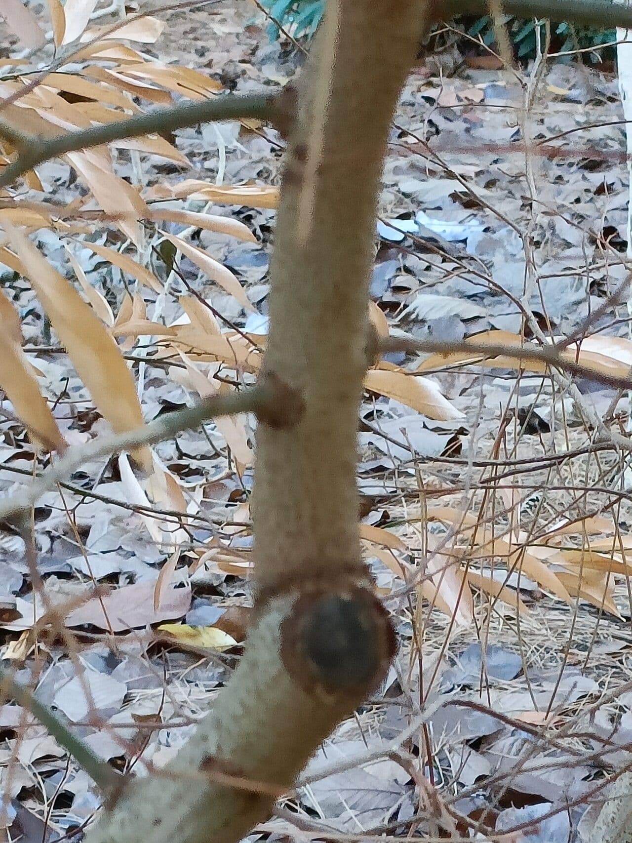 Lindera 6