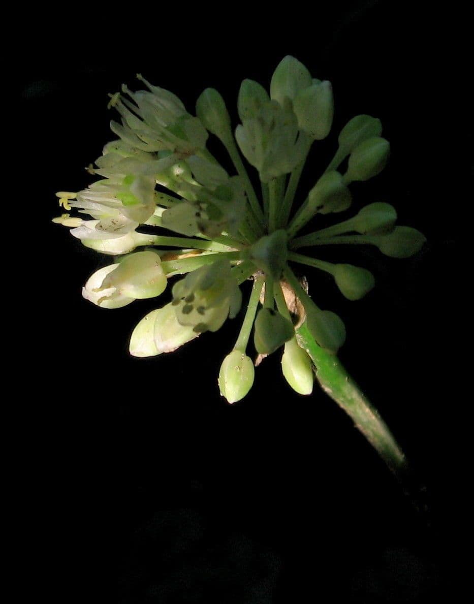 Cibule 9