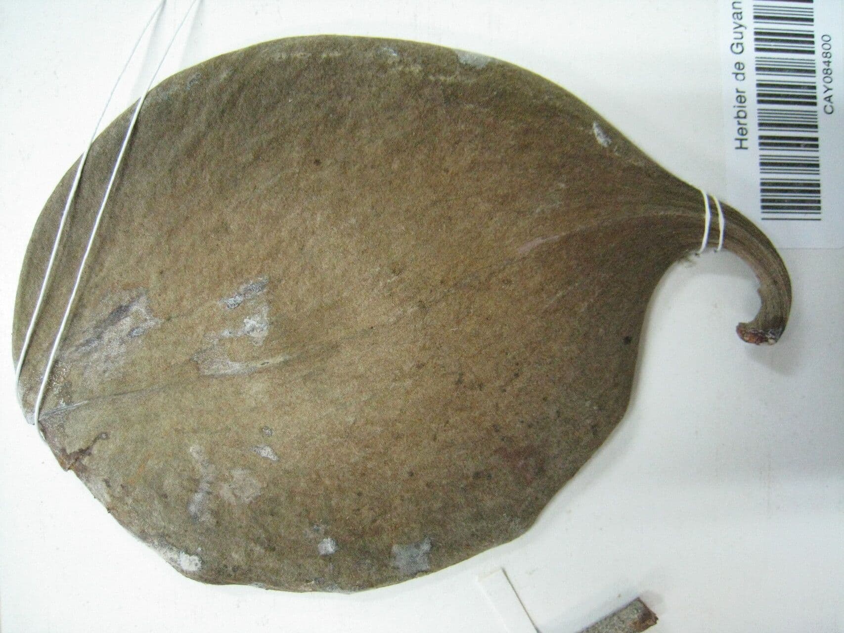Aspidosperma 9