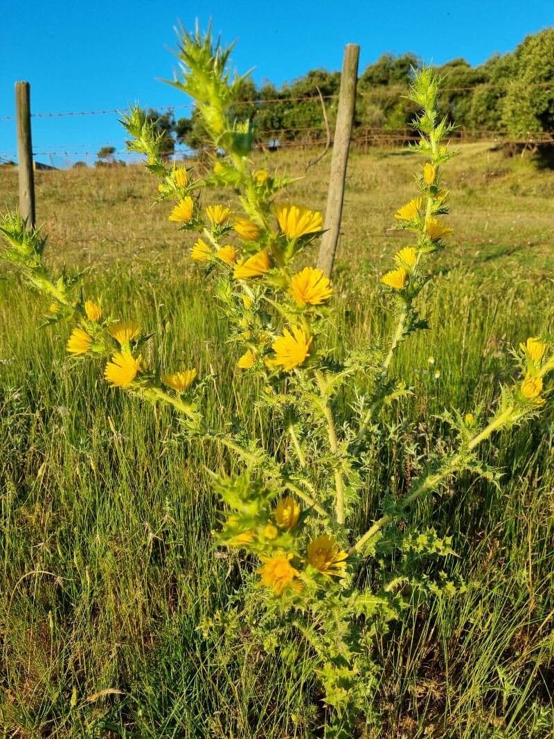Cardo dorato 2