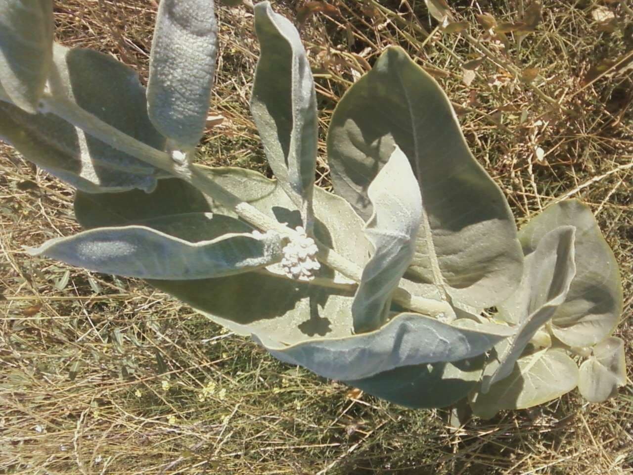 Asclepias 19