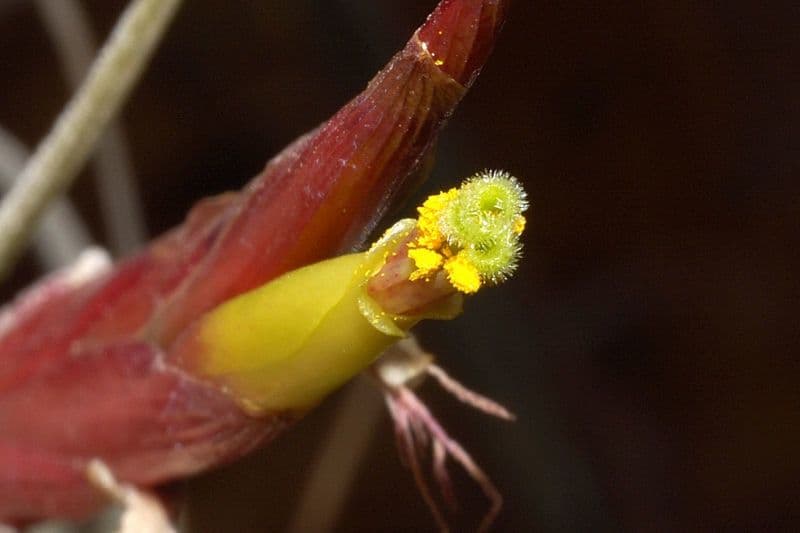 Tillandsia 6