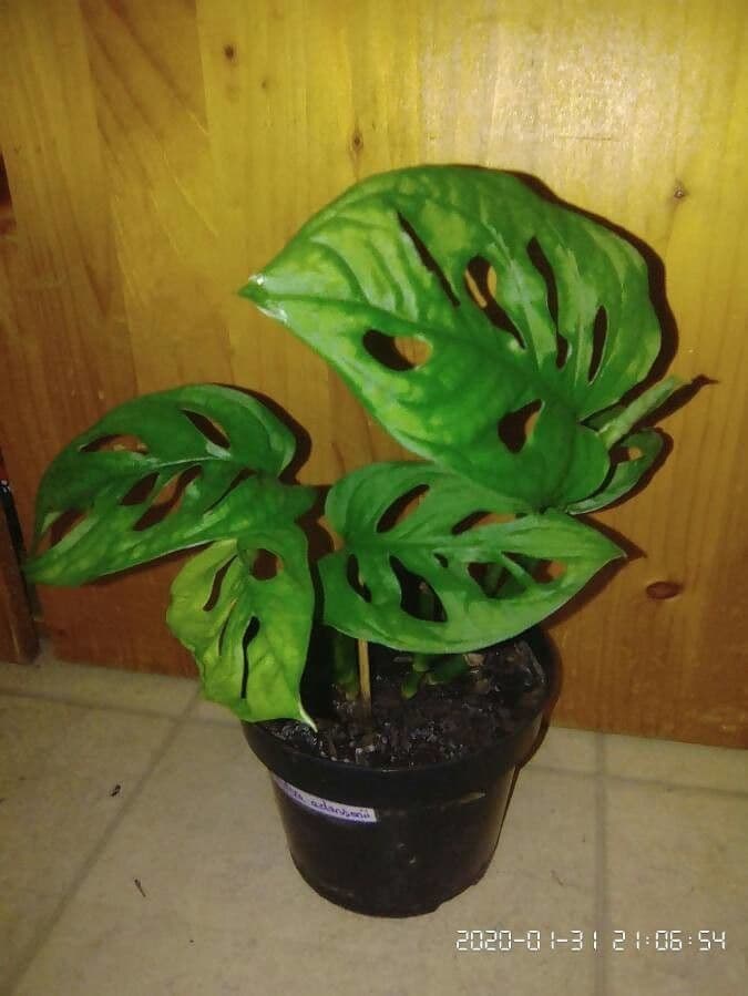 Monstera adansonii 17