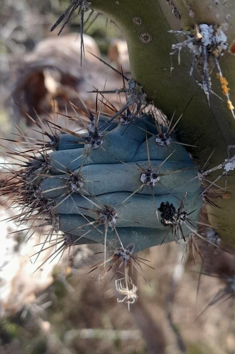 Cereus 17