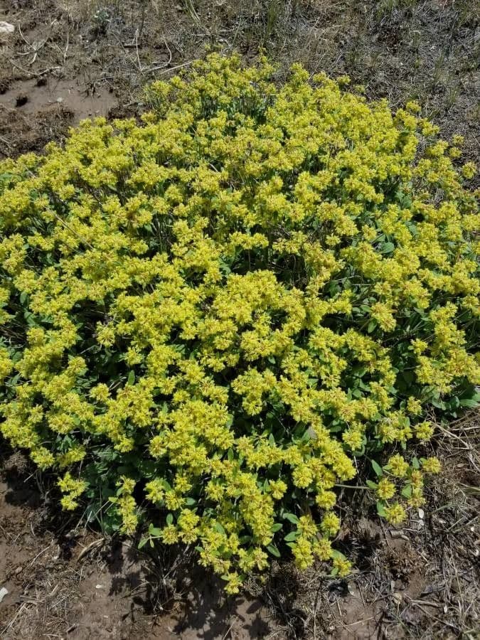 Eriogonum
