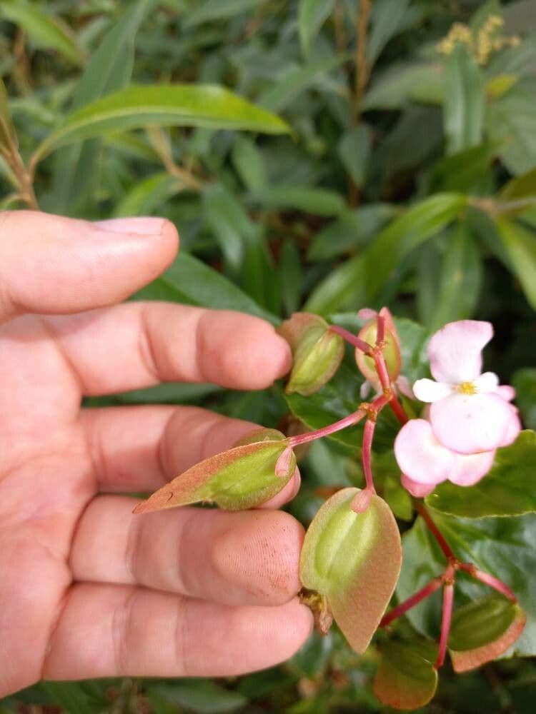 Begonia 22