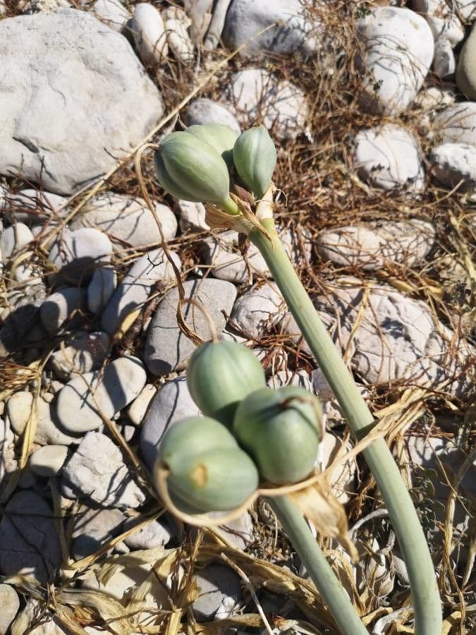 Pankracjum nadmorskie 25