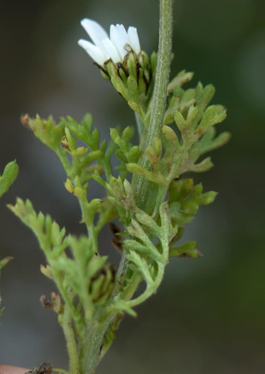 Camomilla 11