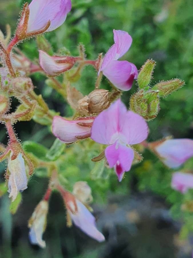 Ononide tridentata 10