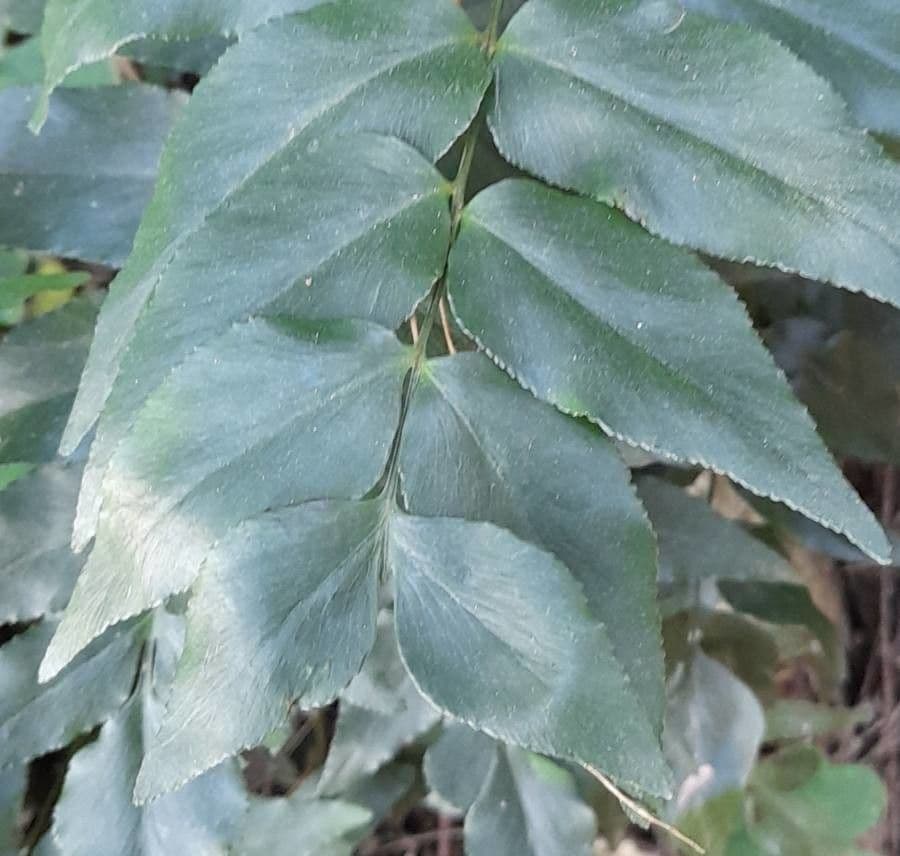 Anemia phyllitidis 10