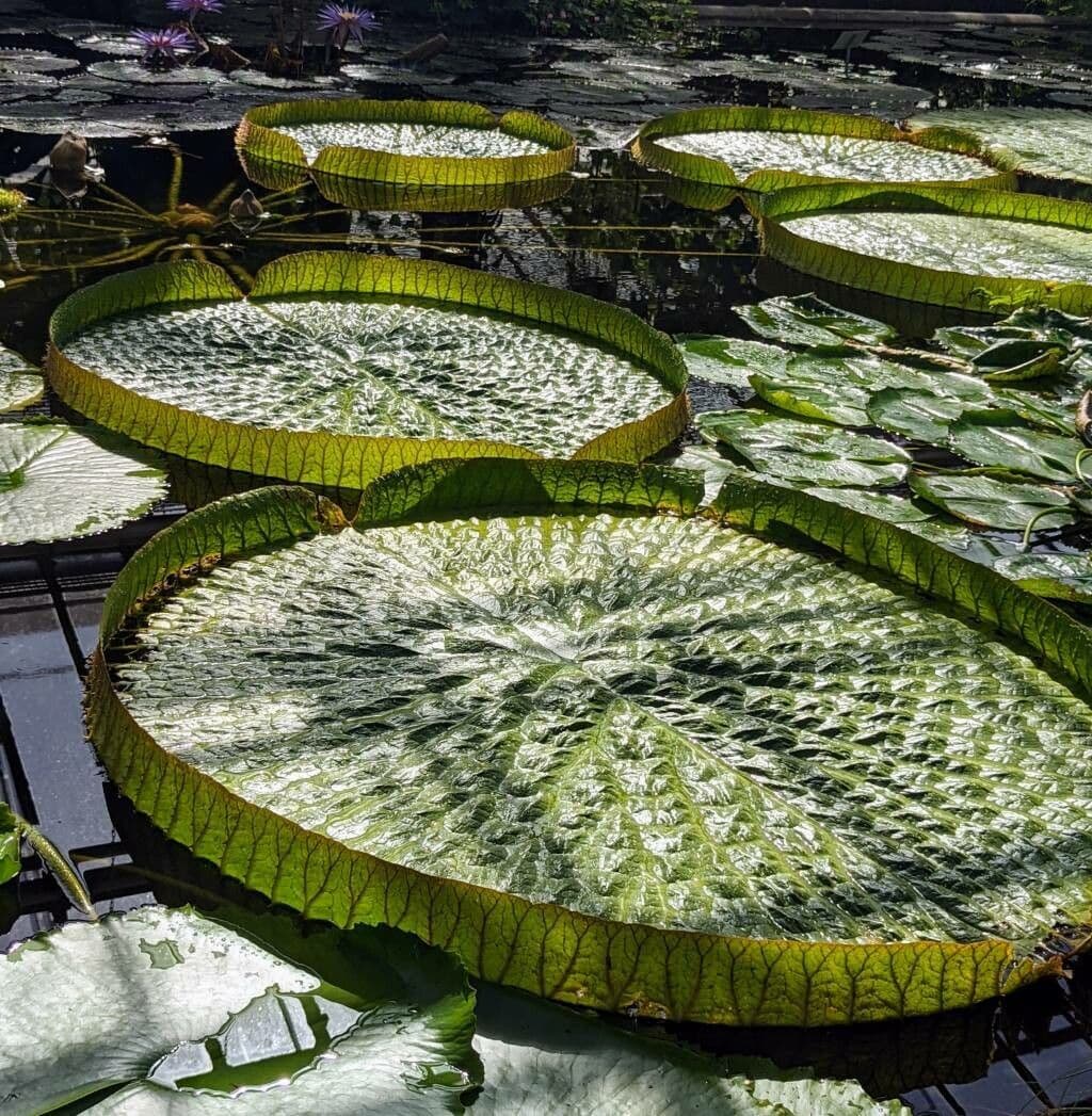 Kreuzblättrige Seerose 10
