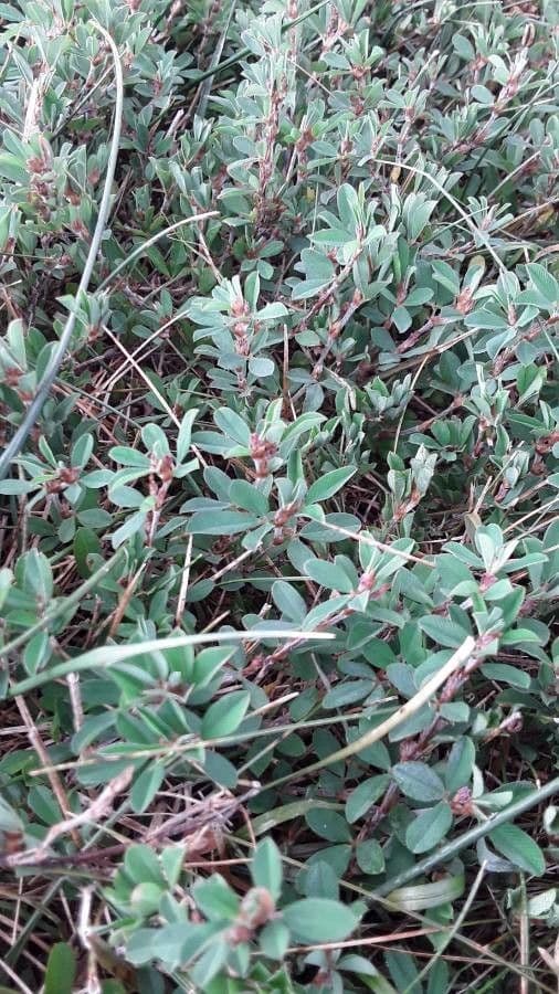 Kummerowia striata 3