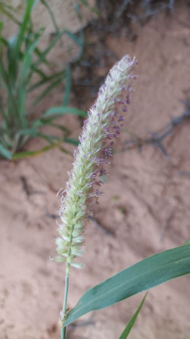Cenchrus violaceo 5