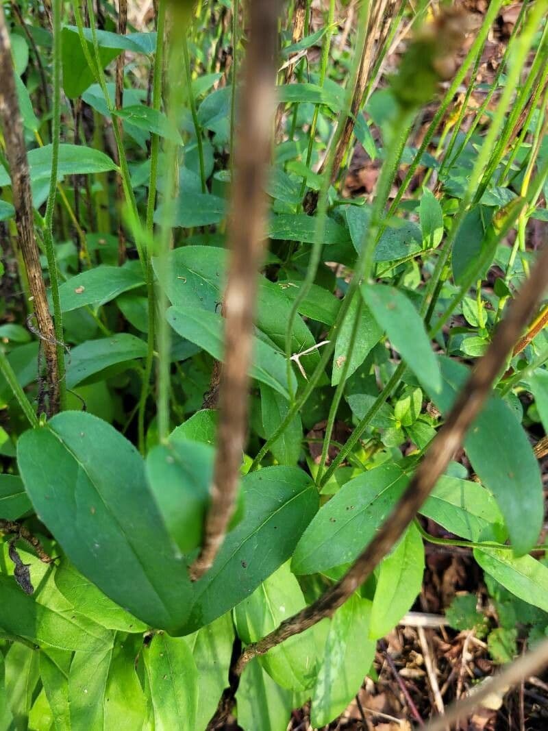 Lachenals Habichtskraut 17