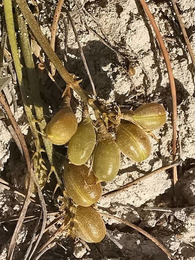 Graublauer Tragant 3