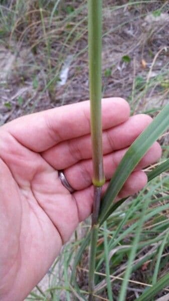 Avena marittima 20