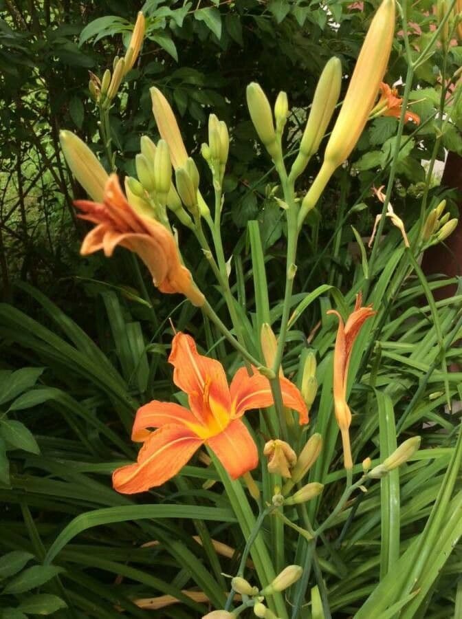Emerocallide fulva 7