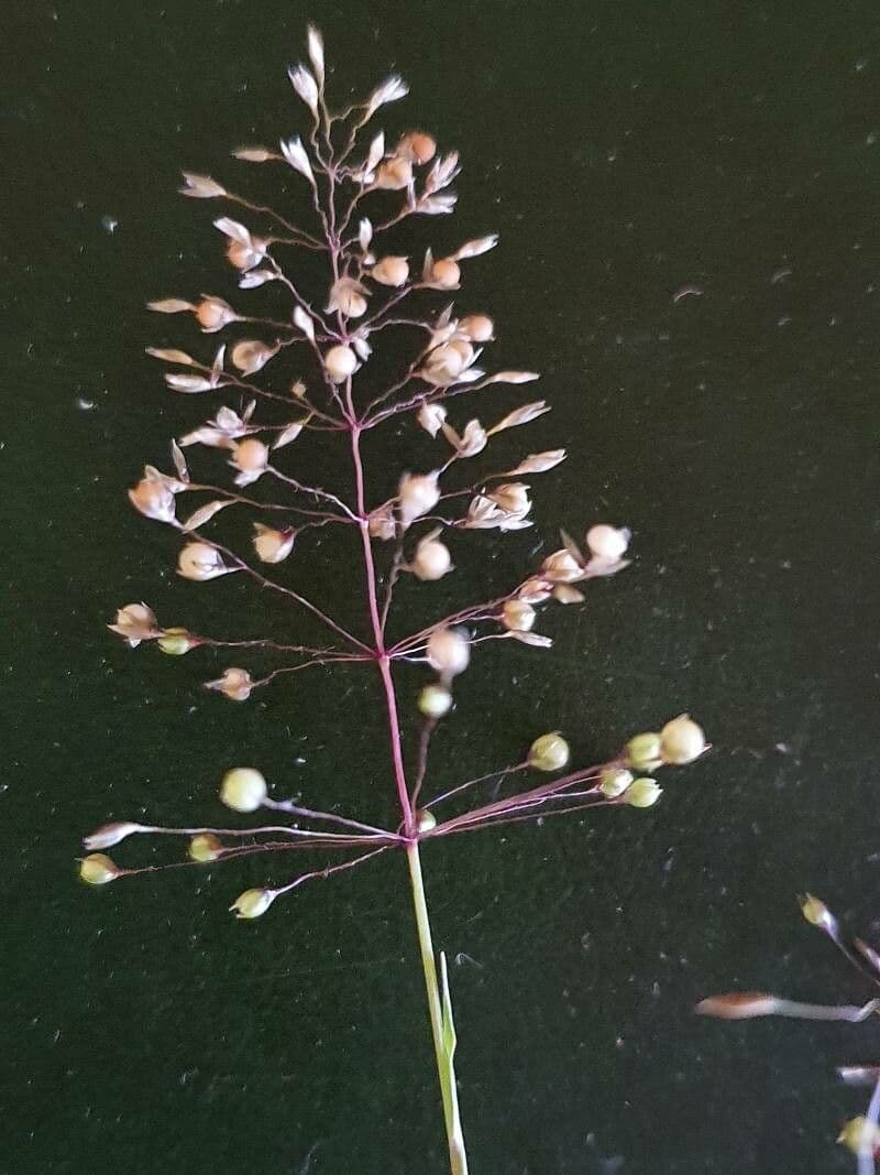 Sporobolus 3