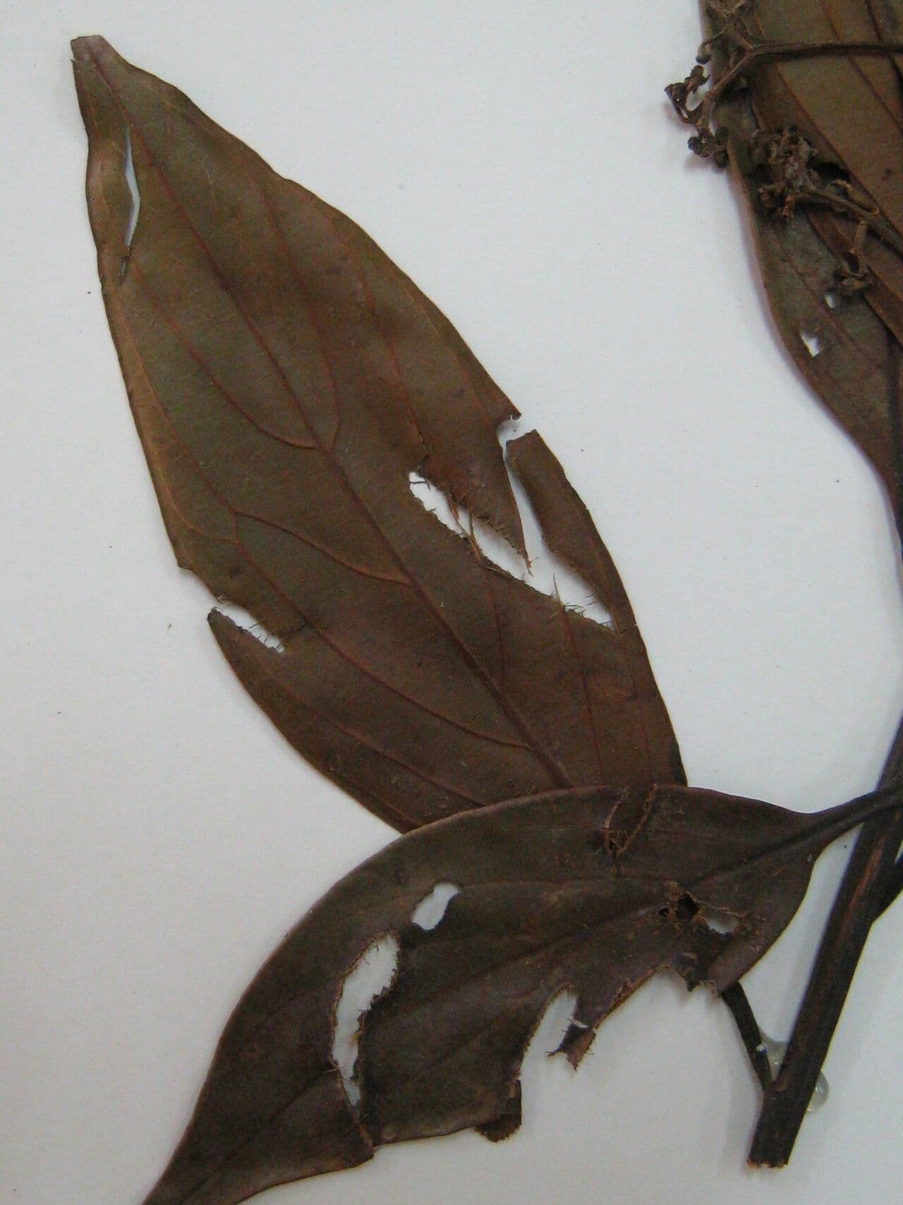 Nectandra 5