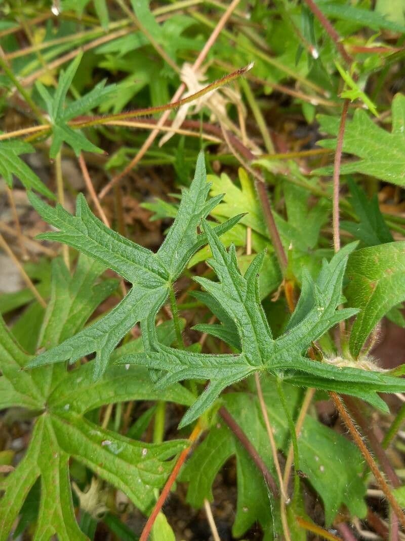 Eingezogene Malve 6