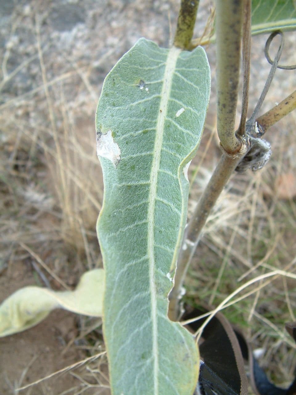 Asclepias 13