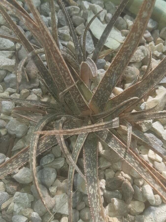 Aloe 7