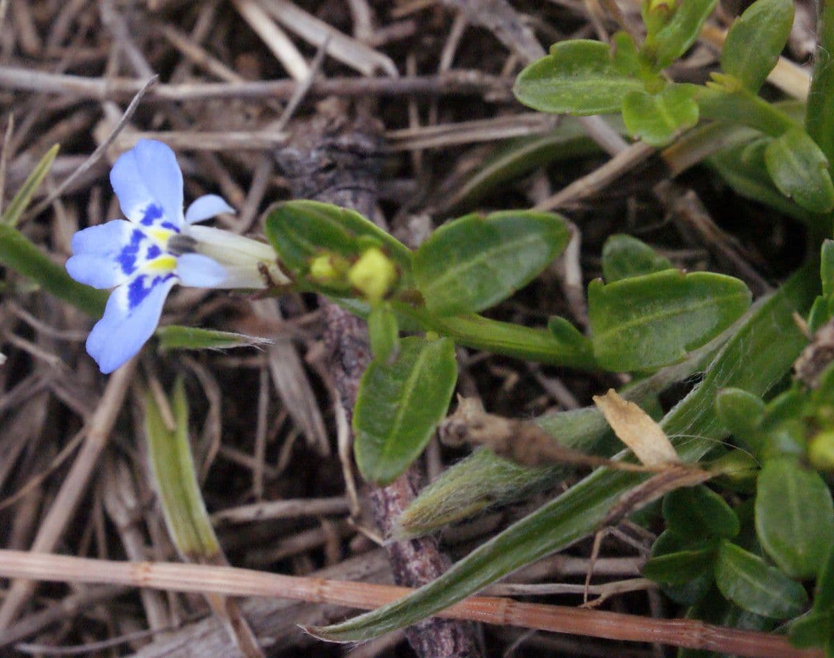 Lobelia strisciante 11