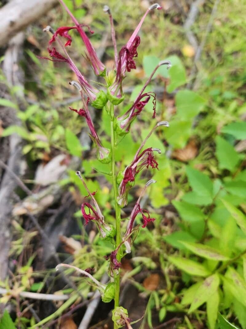 Lobelia cardinale 3