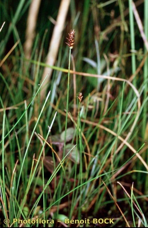 Carice dioica 11