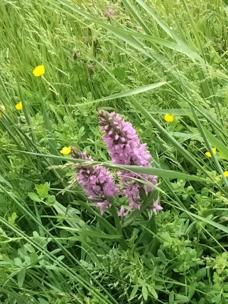 Orchis négligé 10