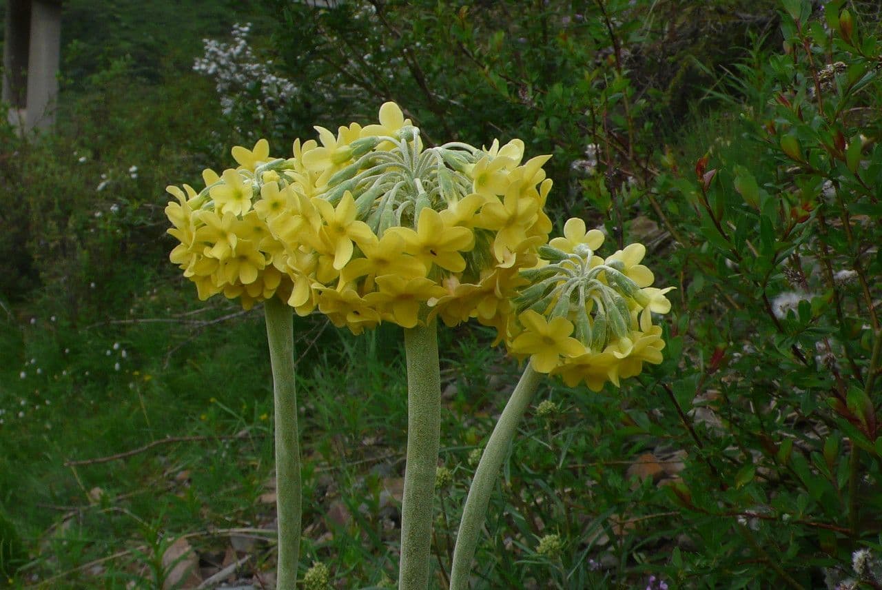 Primula 3